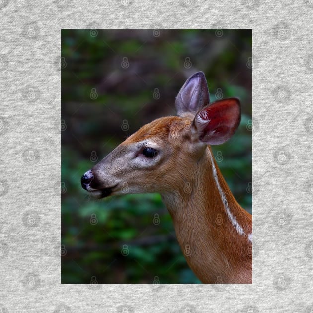 Fawn - White-tailed Deer by Jim Cumming